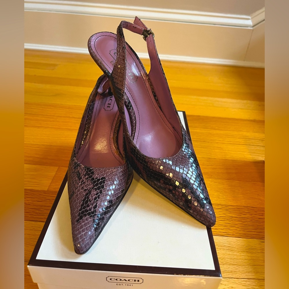 Lilac python kitten heals - Coach